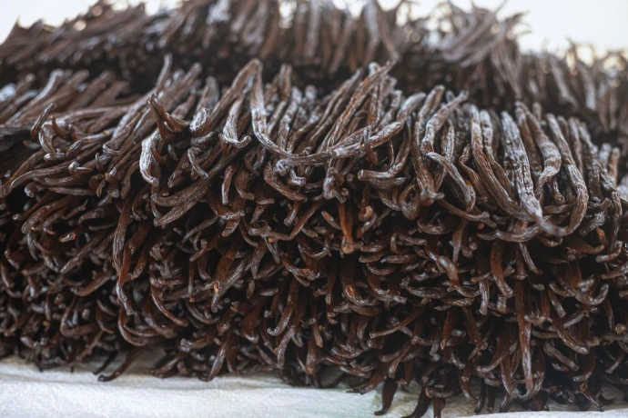 Premium natural Ugandan vanilla beans curing on professional racks