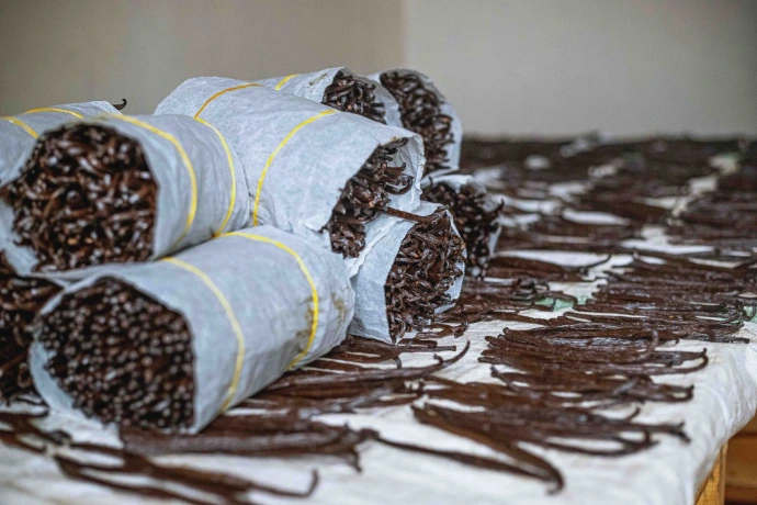 Disciplined vanilla farming in Central Uganda, where vines are monitored for peak 9-month maturity and 2.0%+ vanillin.