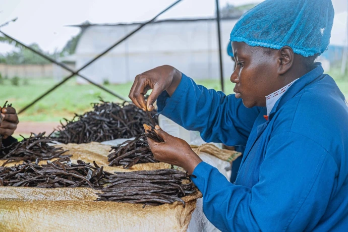 Disciplined vanilla farming in Central Uganda, where vines are monitored for peak 9-month maturity and 2.0%+ vanillin.